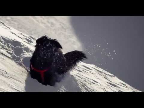 The Shadow Campaign // Sun Dog