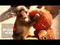 Beloved Baby Monkey Punch Adjusting To Clan Life At Zoo