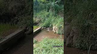 Download lagu sumber air su dekat #short #sumber #air mp3 Download lagu sumber air su dekat #short #sumber #air mp3