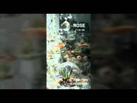 תמונה של rose רוז