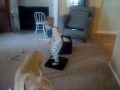 Dancing To Bob Larry