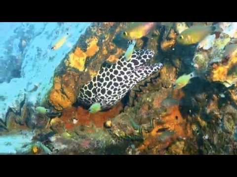 Tauchen am Wrack, Boonsung Wreck,Pakarang Cape,Thailand