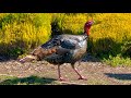 Turkey Walking Around