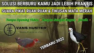Download lagu Suara Pikat Ruak-Ruak & Tikusan Mata Merah || BURUNG SAWAH TERBARU 2022 mp3 Download lagu Suara Pikat Ruak-Ruak & Tikusan Mata Merah || BURUNG SAWAH TERBARU 2022 mp3