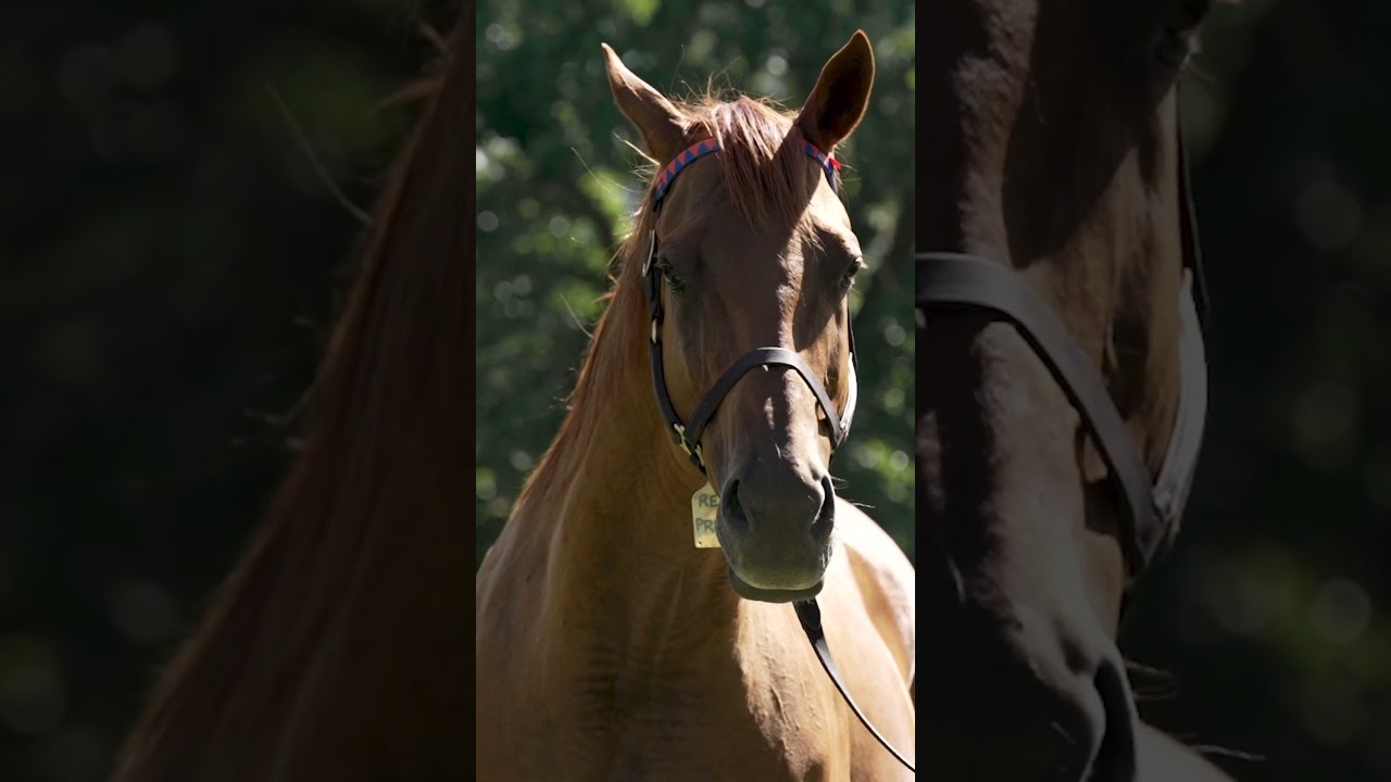 Varsfontein Stud, a real gem of South Africa Breeding