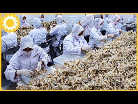 How Most Expensive Bird Nests Is Harvest - Edible Birds Nests Farming Technique - Swiftlet Farm.
