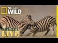 See Why This Zebra Fight Is More Than Just Black And White Nat Geo Wild