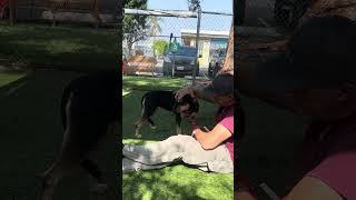 Video preview image #1 American Pit Bull Terrier-German Shepherd Dog Mix Puppy For Sale in Pasadena, CA, USA