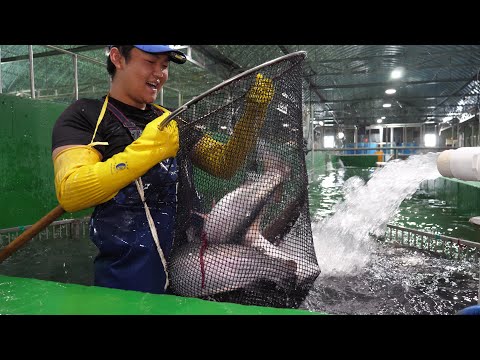 금값 된 연어? 이젠 국내산 연어 드세요! 연간100톤 출하 하는 연어양식장 / Amazing! Salmon farm with annual production of 100 tons