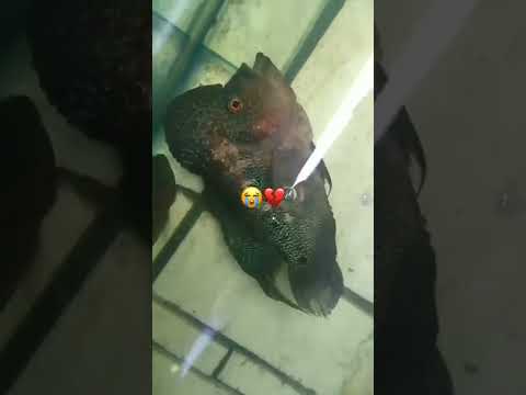 The end of an old friend | #flowerhorn #aquarium #fish #shorts #shortvideo #viralvideo