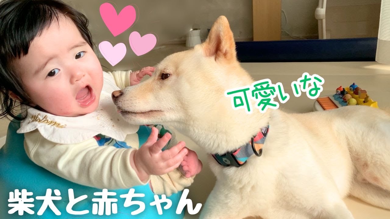 【柴犬と赤ちゃん】イチャイチャしてたらトドメを刺されそうに♡