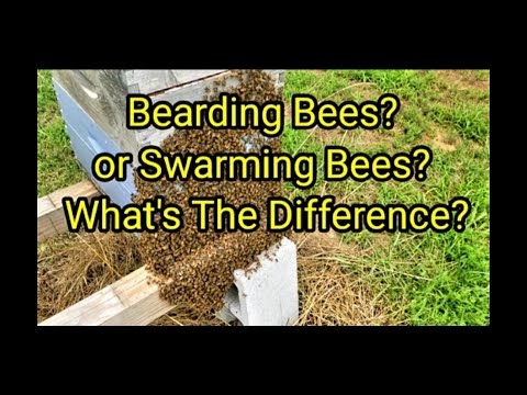 Bearding Bees?  Swarming Bees? What's The Difference?