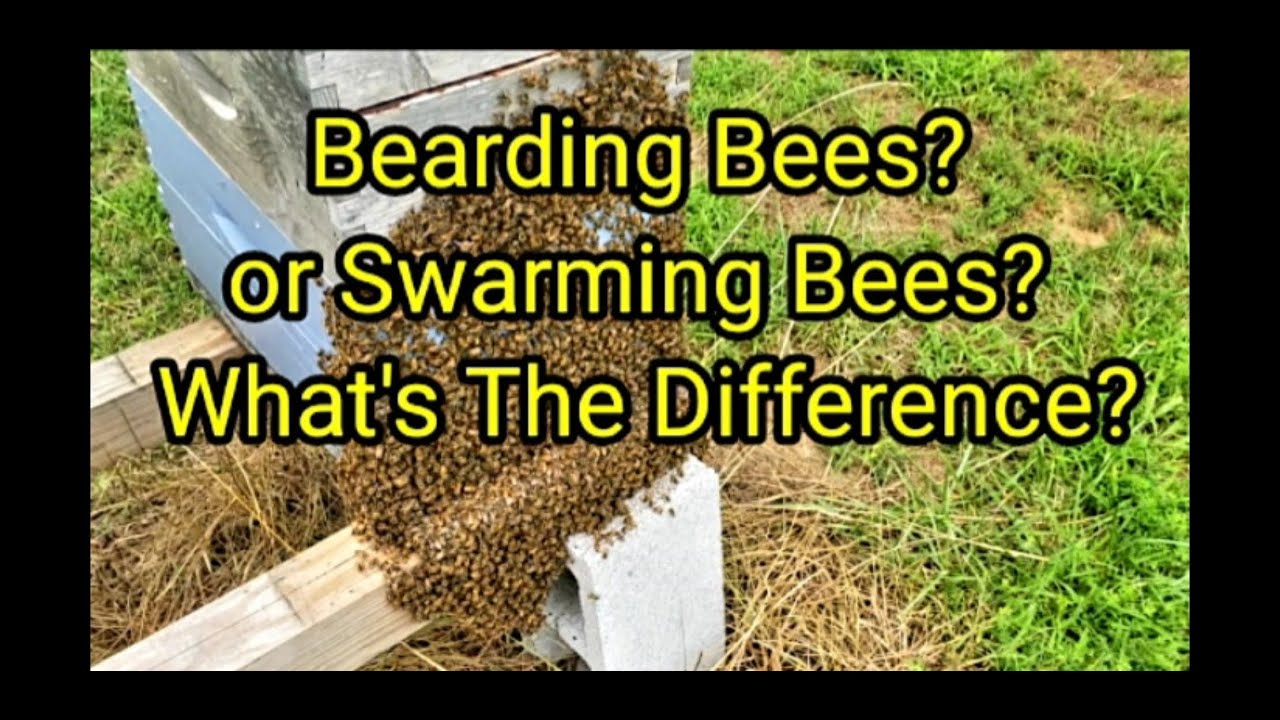 Bearding Bees?  Swarming Bees? What's The Difference?