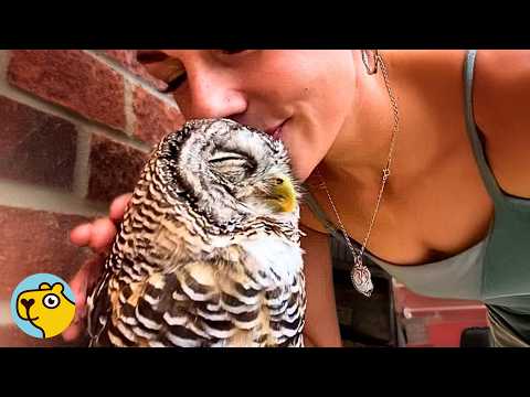 This Rejected Little Owl Found a New Mama
