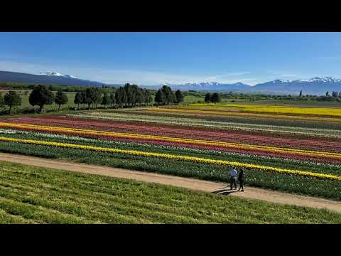 tulip field / Campo de Tulipanes #patagonia #argentina #travel