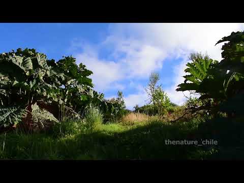 Lago Llanquihue Región de Los Lagos Chile 2 