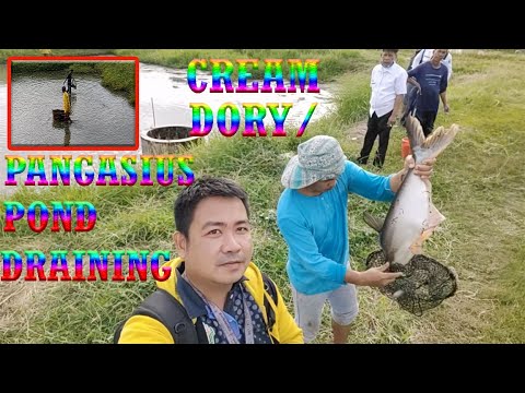 YouTube video about: What is cream dory fish in tagalog?