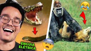 QUANDO OS ANIMAIS ESCOLHEM O OPONENTE ERRADO (tente não rir kkkkkk) - Peter Reage