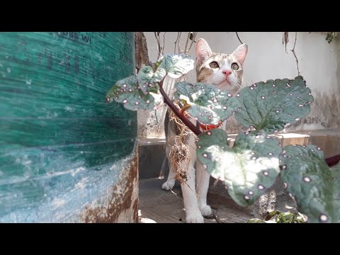 VLOG- A DAY IN THE LIFE OF JHUN JHUN