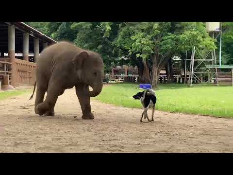 Baby elephant Wan Mai playing with her doggy friend.