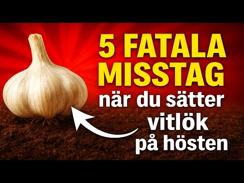 5 FATALA MISSTAG när du sätter vitlök på hösten. 90% av alla hemmaodlare går miste om sin skörd – j