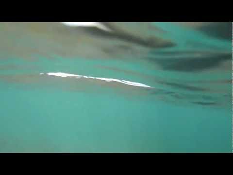 Víðidalsá Iceland