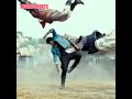 James L Punith Rajkumar Attitude Fight Scene Status