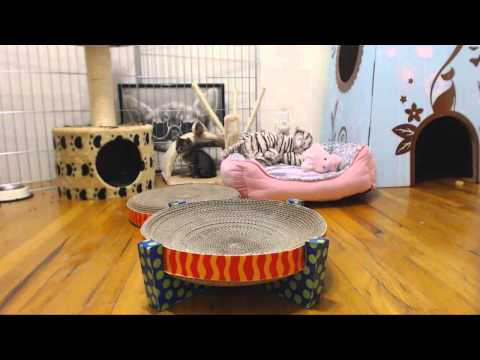 Classical Kittens - Inessa's Impressive Leap