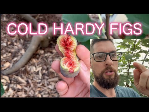 The BEST Cold Hardy Figs