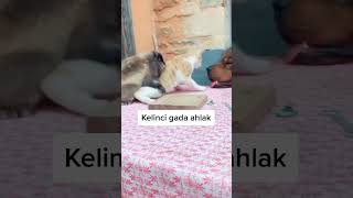 Download lagu perkawinan rabbit and cat mp3