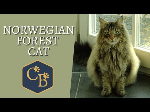 Norwegian Forest Cat 😻 The Gentle Giant!