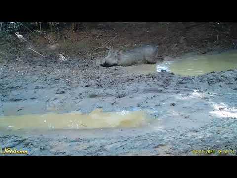 Warthog boar and sow enjoy the mud wallow