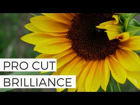 download lagu mp3 mp4 Pro Cut Sunflowers, download lagu Pro Cut Sunflowers gratis, unduh video klip Pro Cut Sunflowers