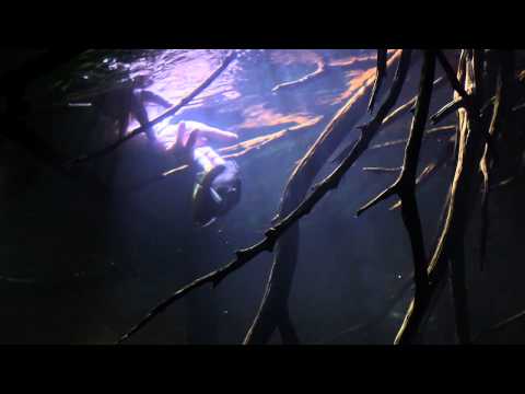 ADGVibe Presents: An Amazon Biotope (preview)