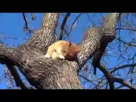 Get your cat out of the tree (How to without a ladder or the Fire Department)