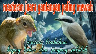 Download lagu Jingjing petulak dan bajing kekes bikin juara gantangan 🔥🔥 mp3