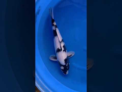 Video Vorschau Shiro Utsuri Entwicklung