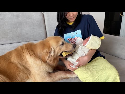 처음 만난 아기 동생에게 가장 아끼는 치즈를 건내주는 리트리버