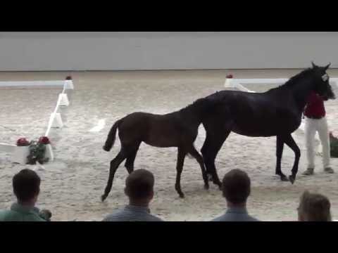 Morricone-Rosario filly * 02/ 2016 for sale