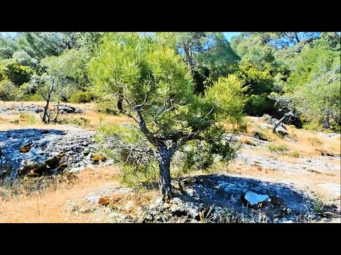 Pine Tree Υamadori Hunting Vol. 6 - Bonsai Inspiration From Nature