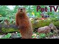 A NAUGHTY WOODCHUCK 8 Hours Of Nature Fun For People Their Pets Dog TV Cat TV