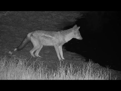 Djuma: Side-striped Jackal spotted again - 23:01 - 04/13/19