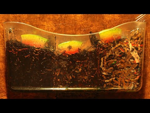 European nightcrawler worms in various bedding FULL TIME-LAPSE - vermicompost