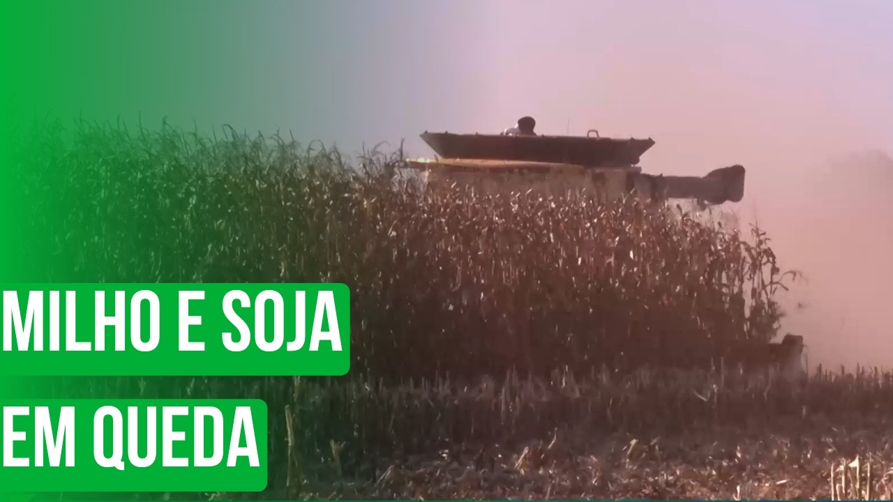 Milho e soja em queda