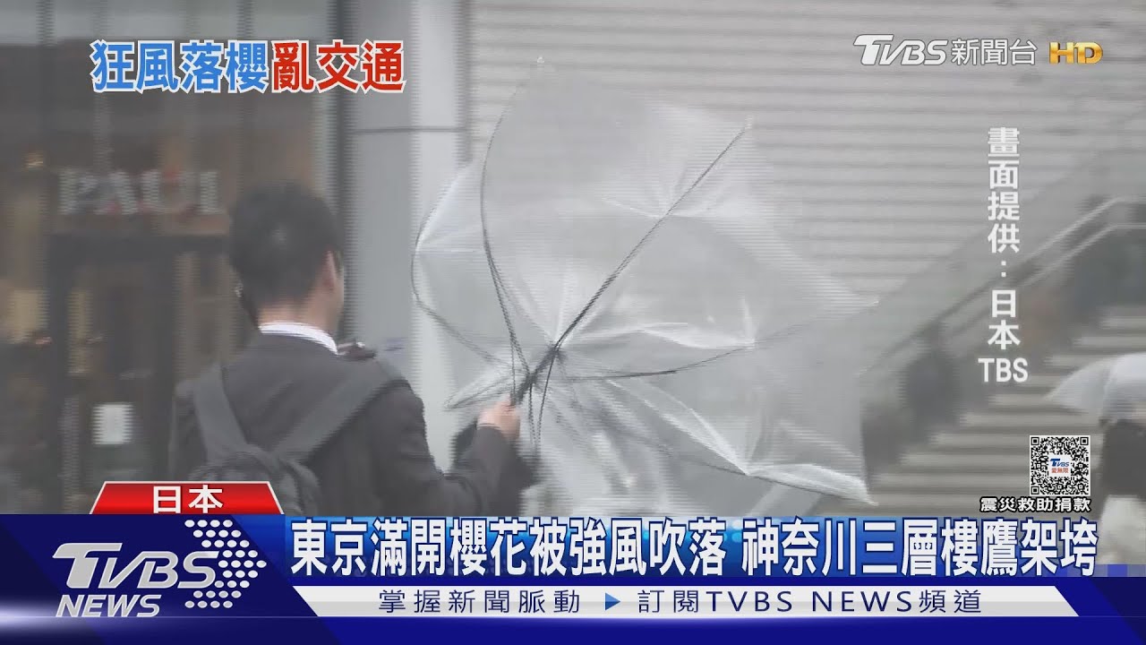 東京滿開櫻花被強風吹落　神奈川三層樓鷹架垮
