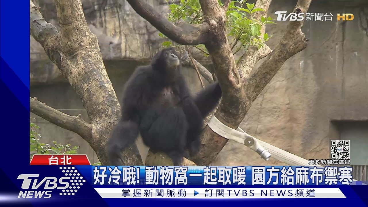 好冷哦!動物窩一起取暖 園方給麻布禦寒