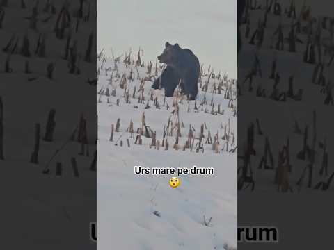 urs mare traversează strada 😲 #viatalatara #romania #urs #bears #bearsofromania #natura
