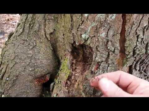 Versuch eine alte Pflaume zu retten by Arche Denys