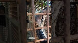 Download lagu Catching a python that often eats local livestock #python #bigsnake #uniquefacts #shortvideo mp3