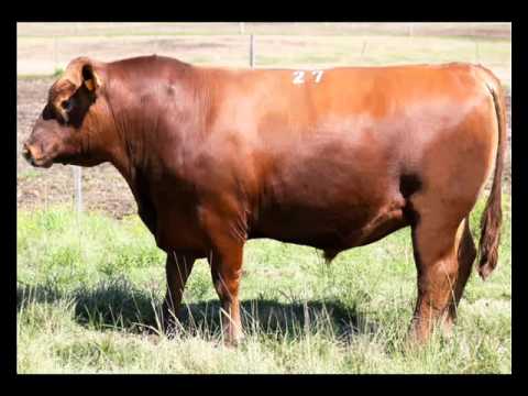 Toros Angus Limitour